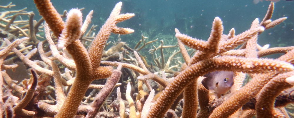 coral in Belize